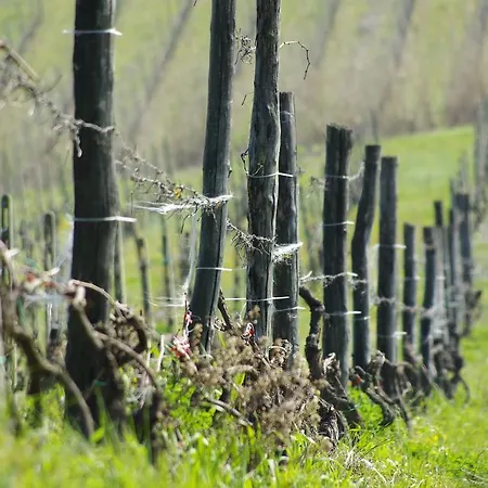 Fattoria Sardi Lucca